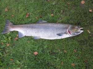 IMG_0525-400x300